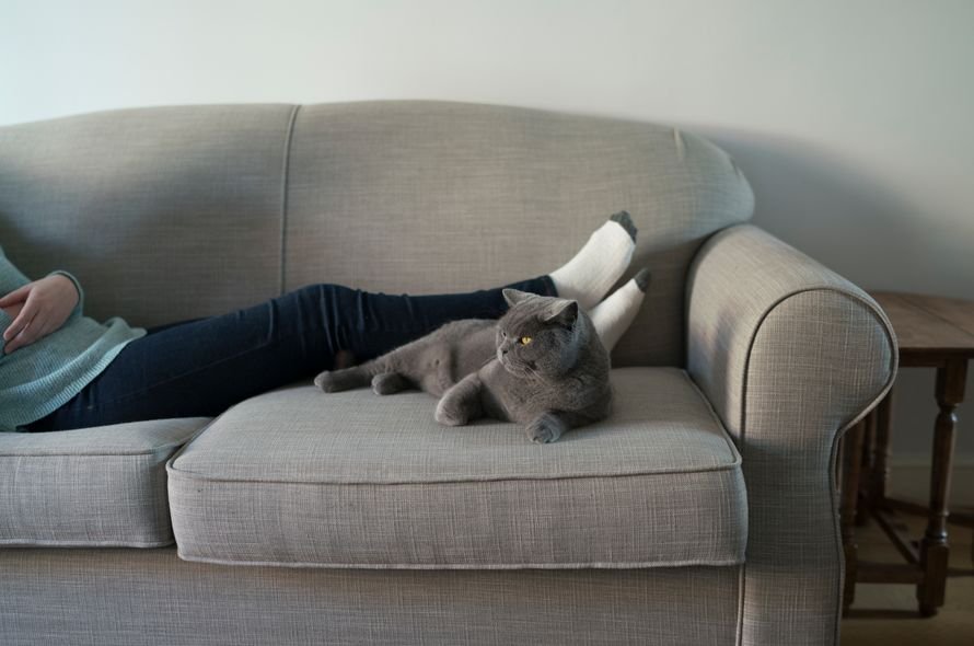 Grey cat laying on sofa with owner