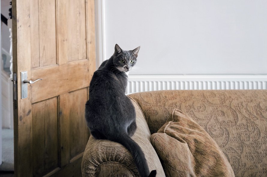 Grey cat sat on arm of a sofa