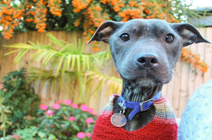Grey dog wearing a red sweater