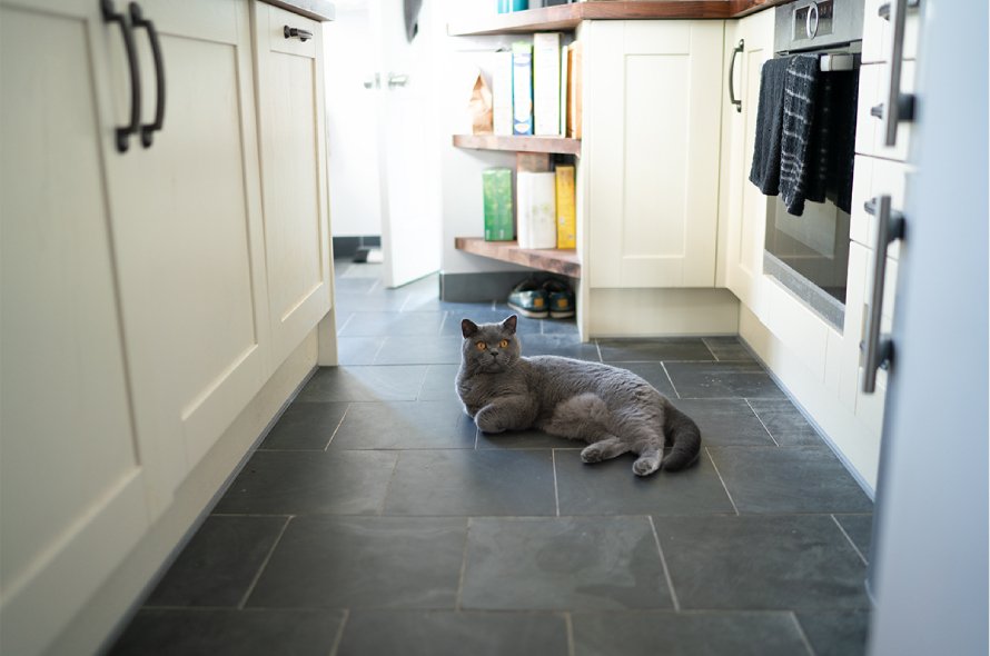Happy and relaxed grey cat