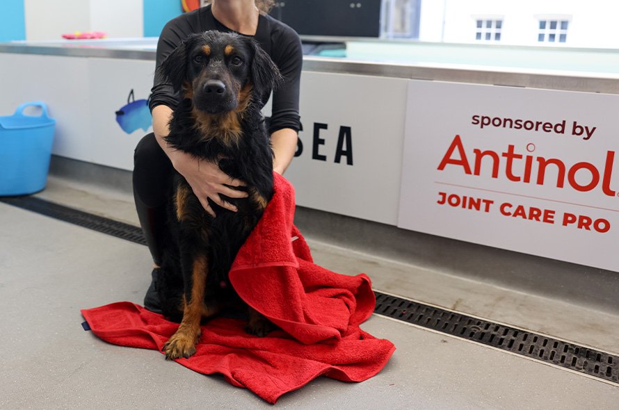 Dog being dried with a towel in front of the hydrotherapy pool