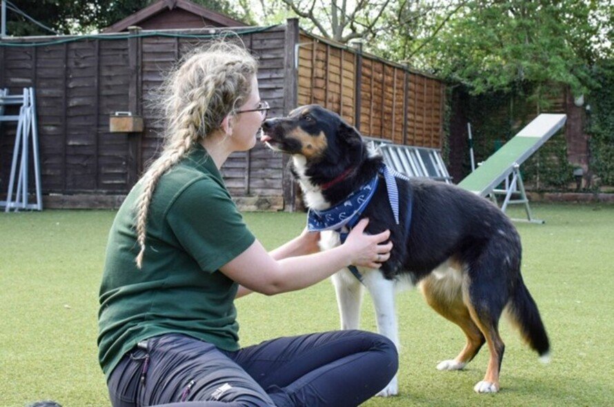 Kennel staff getting nose licks from a mongrel