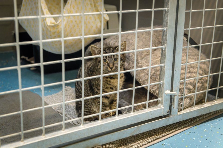 Kitten in Kennel