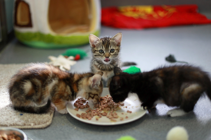 3 kittens eating their meal from a plate, kitten in the middle looking up