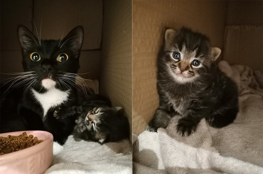 Kuddu and her kitten