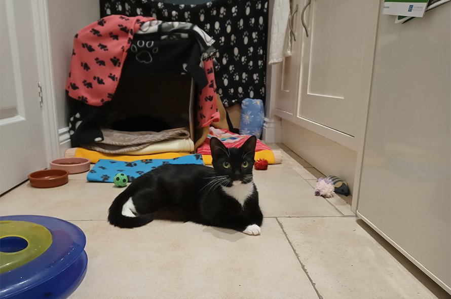 Kuddu the black and white cat adjusting to her surrounding