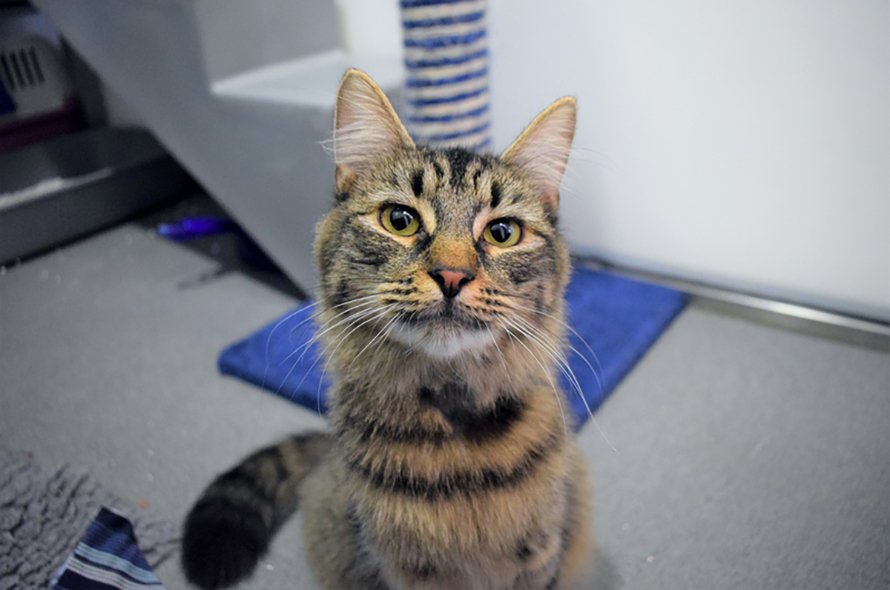 Monique the cat looking at the camera