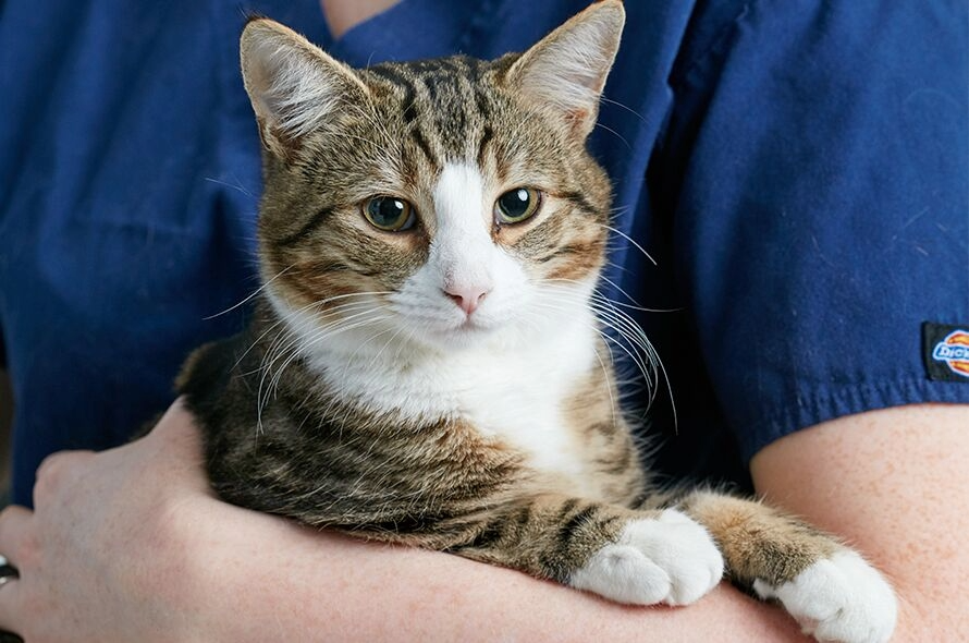 Nervous cat being held in vets arms