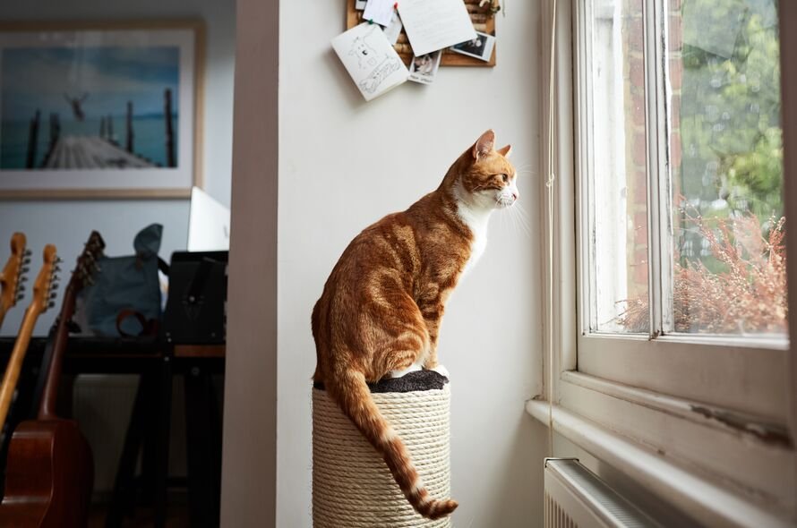 Orange cat sitting on to of a cat tower facing out of a window