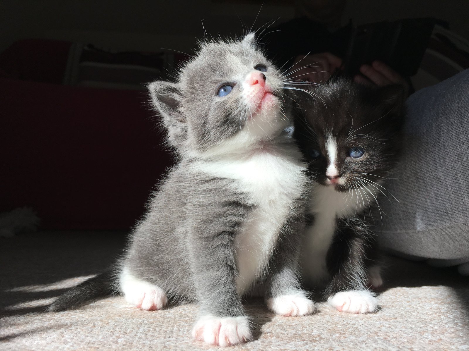 Two tiny blue-eyed kittens, Poppy and Tulip