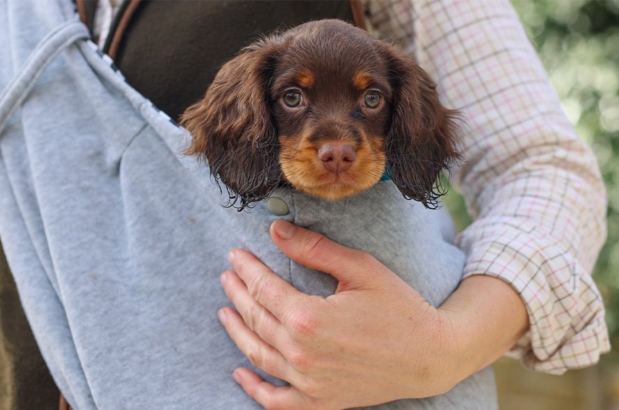 Puppy in a sling