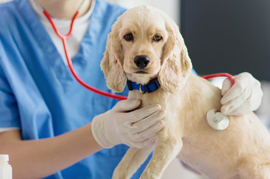 Puppy in the vets for health check up