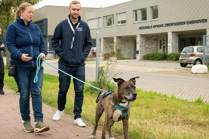ROZE and Battersea staff walking a dog