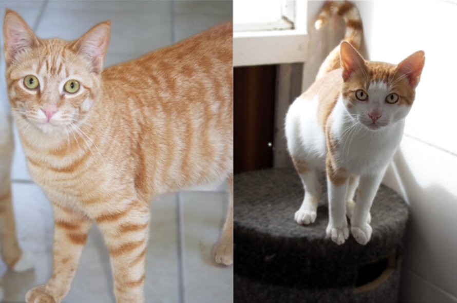 Raita and Sonic two ginger cats looking at the camera