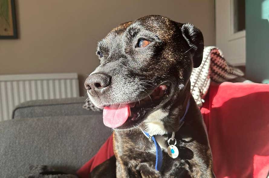 Sacha Staffie enjoying the sunlight on a sofa