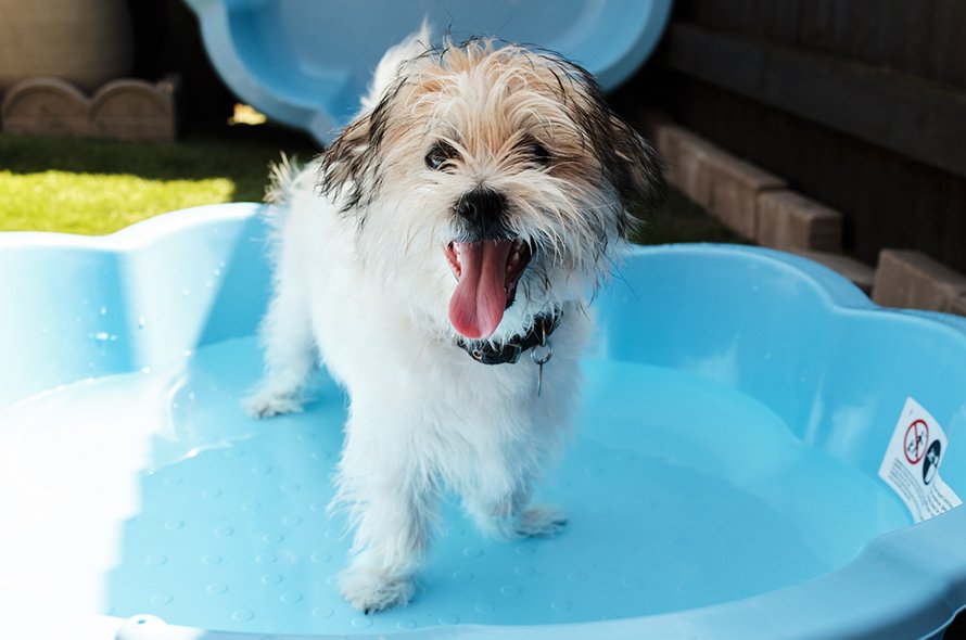 Small Battersea dog called Digby splashes in a paddling pool