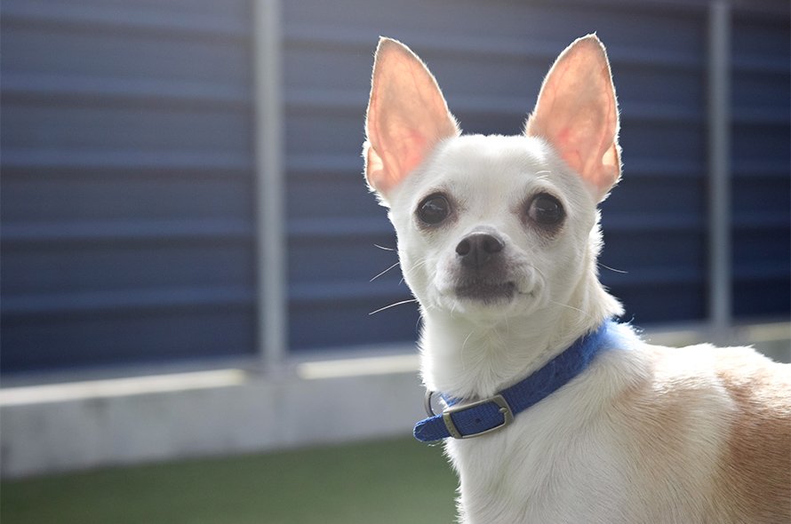 Small dog looking towards the camera