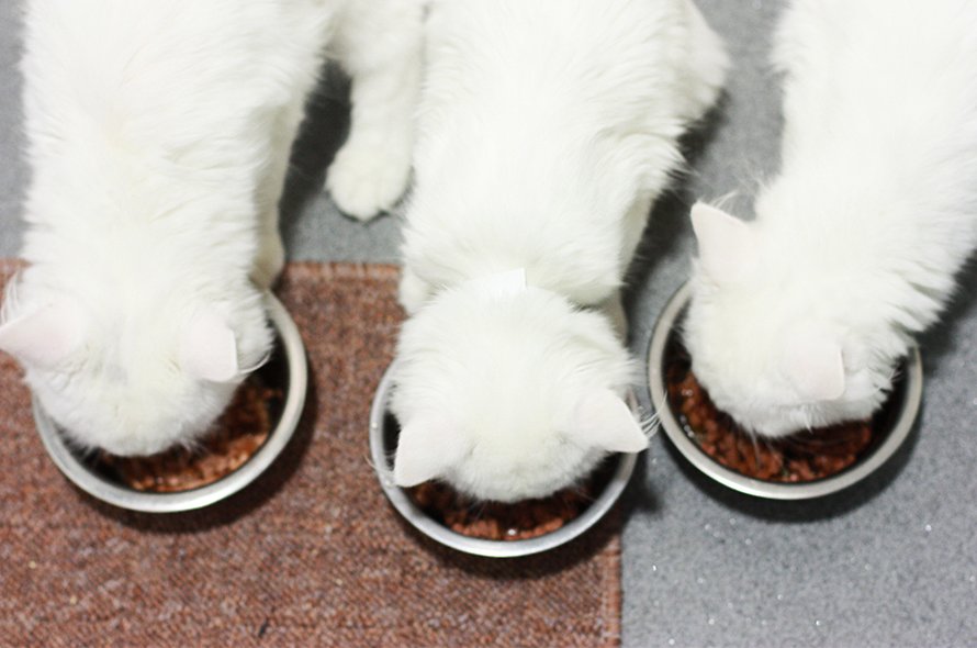 Three white cats eating from bowls
