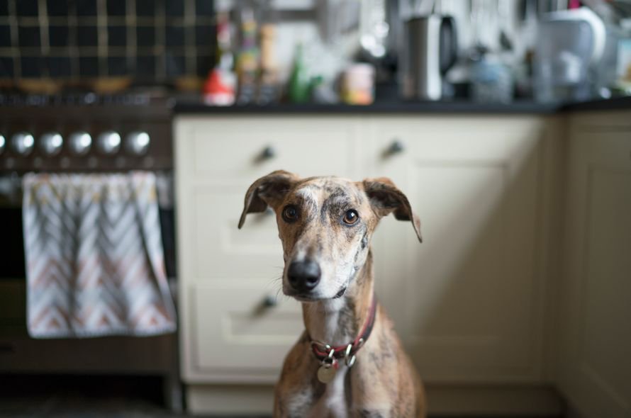 Toxic food for dogs body image - greyhound sitting in kitchen looking at camera