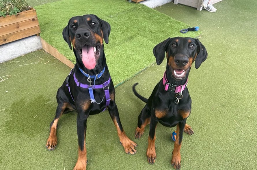 Two Dobermans sitting and smiling at the camera
