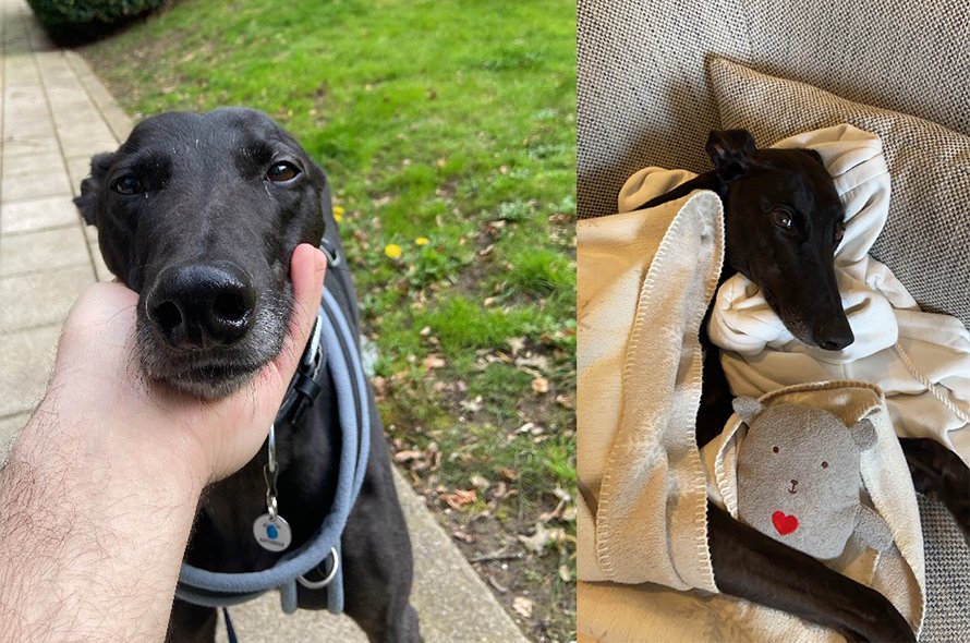 Two images of a greyhound, one lying down and one placing it's head in someone's hand