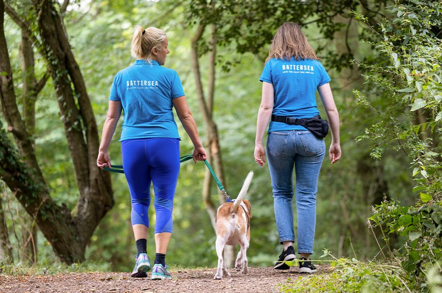 Two people and a dog on a lead faced away from the camera walking