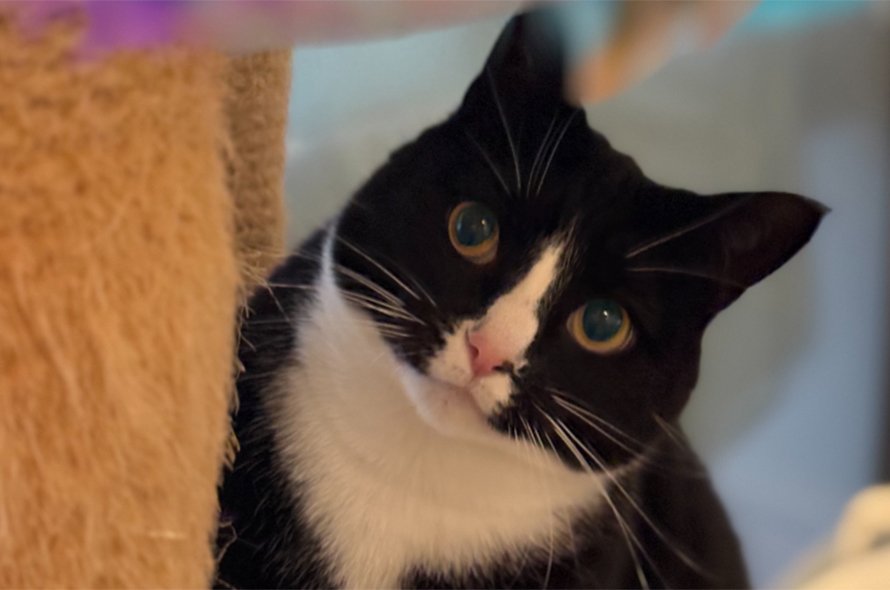 A black and white cat peaking round a corner