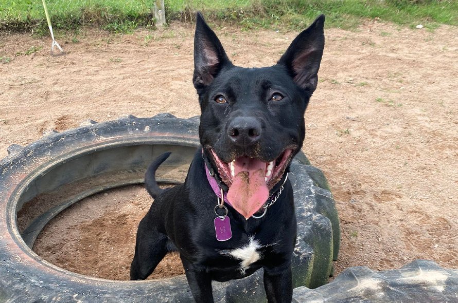 Wednesday a black dog looking towards the camera