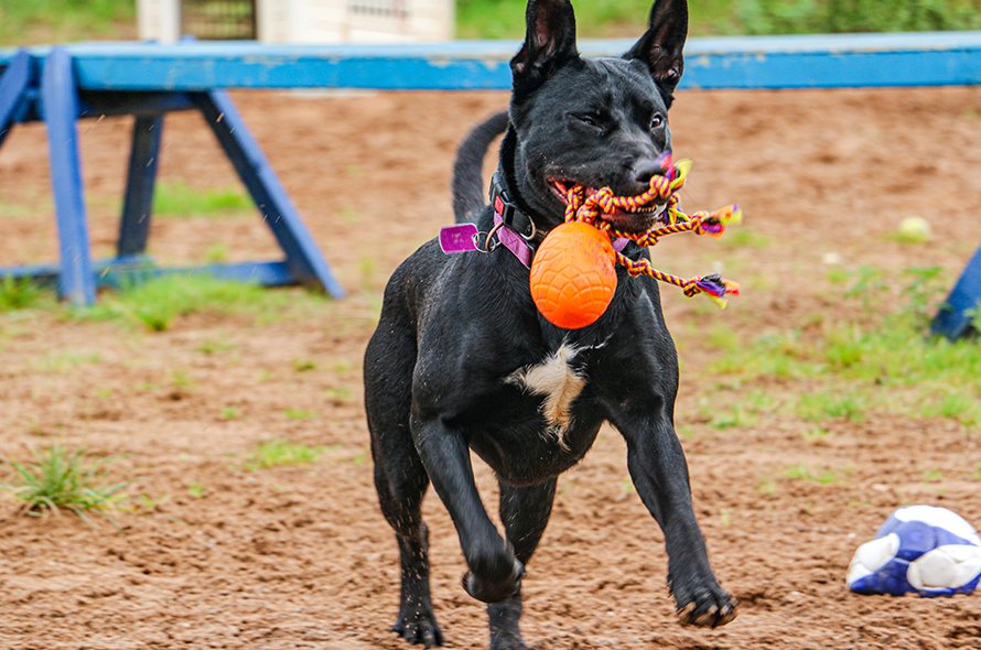 Wednesday a black dog playing with an orange ball