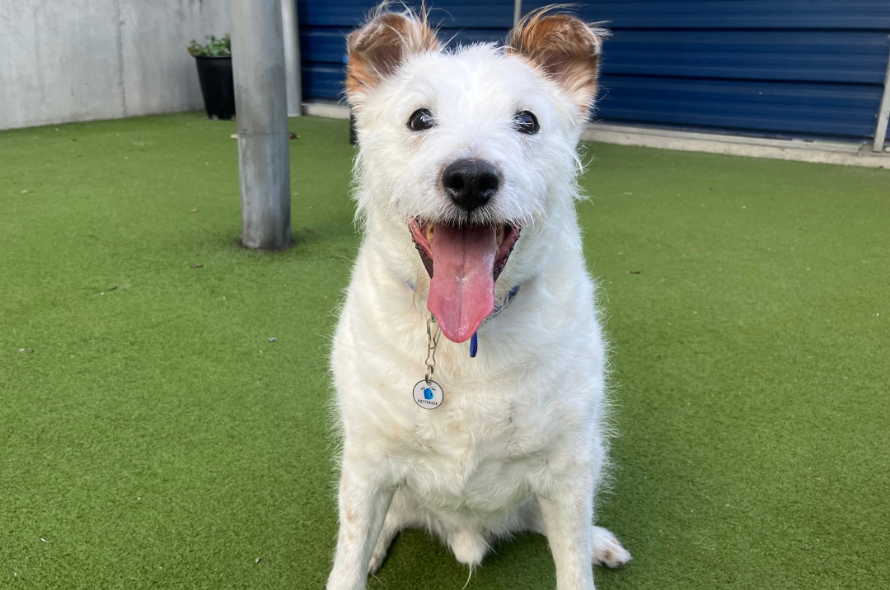 White fluffy dog looking at the camera