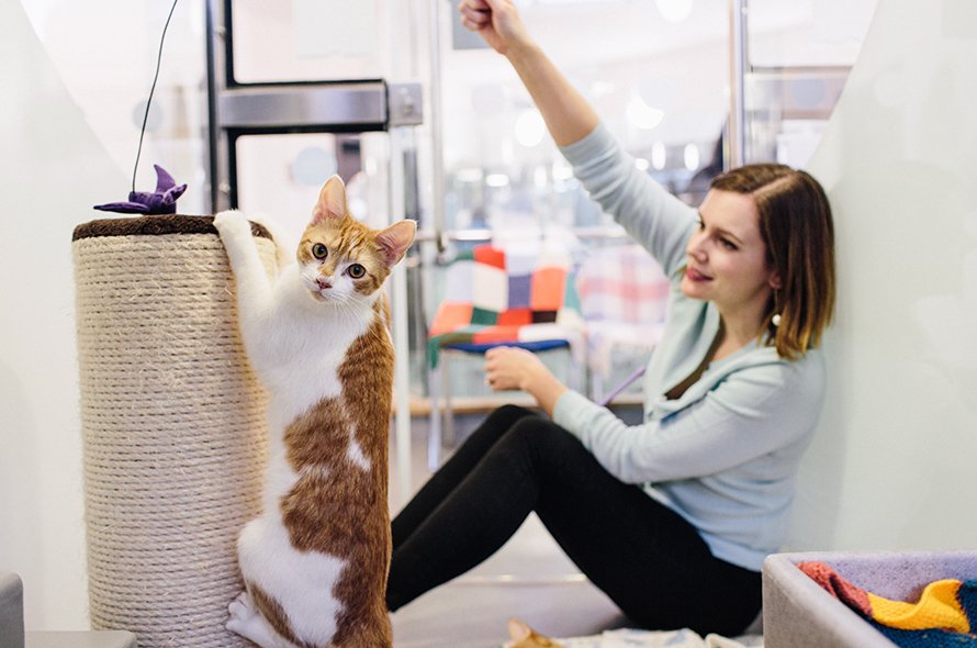 Woman playing with a wand toy with a ginger cat