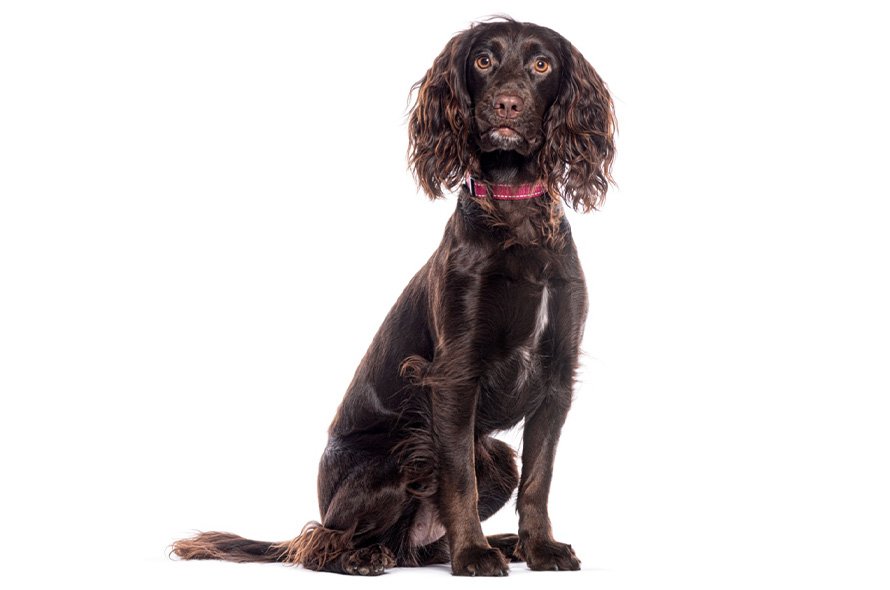 Brown working cocker spaniel with a white background