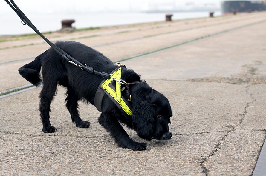 Working spaniel sniffing the ground