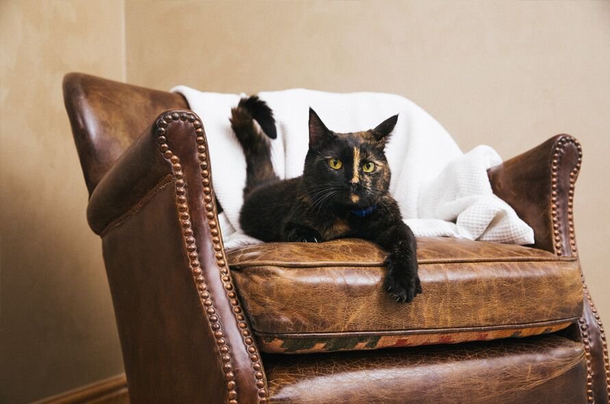 black cat laying on leather chair