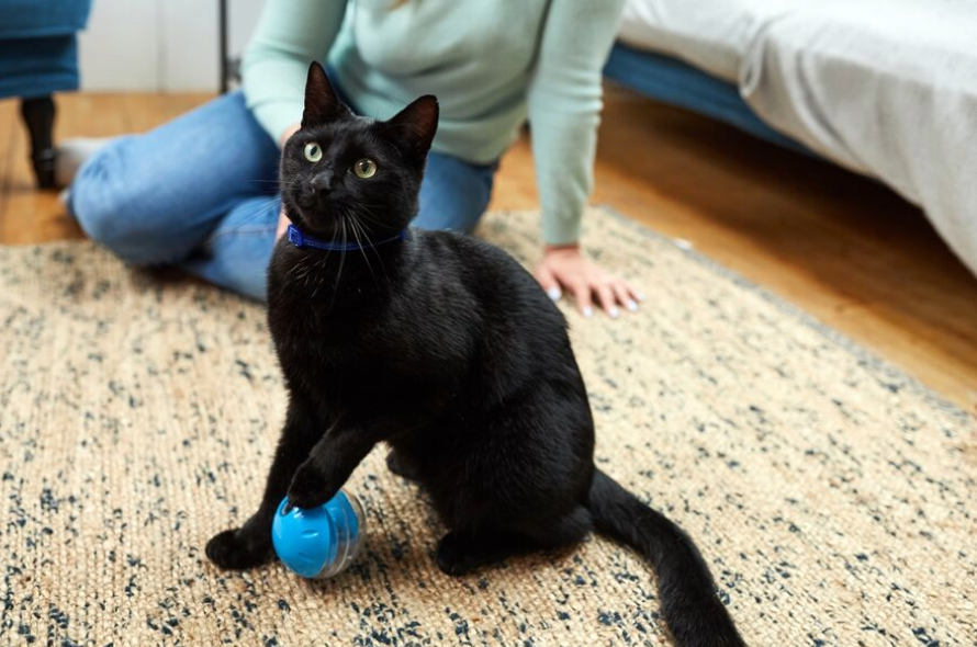black cat playing with blue ball