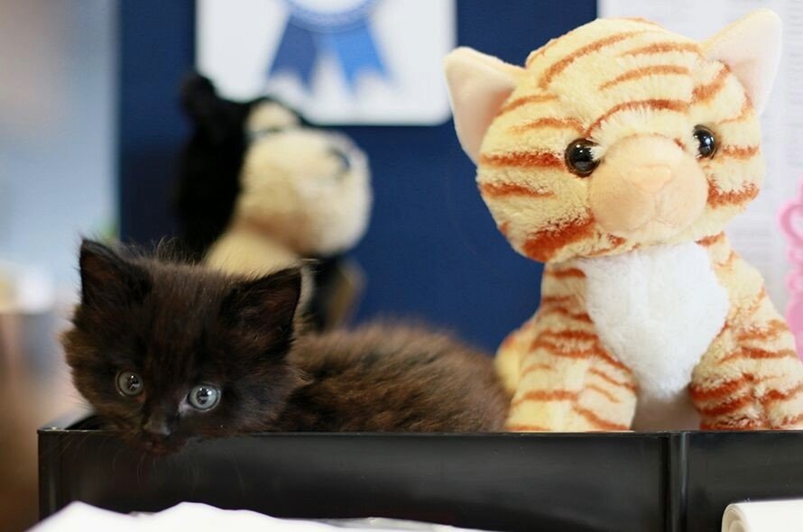 black kitten in a box with cuddly toy