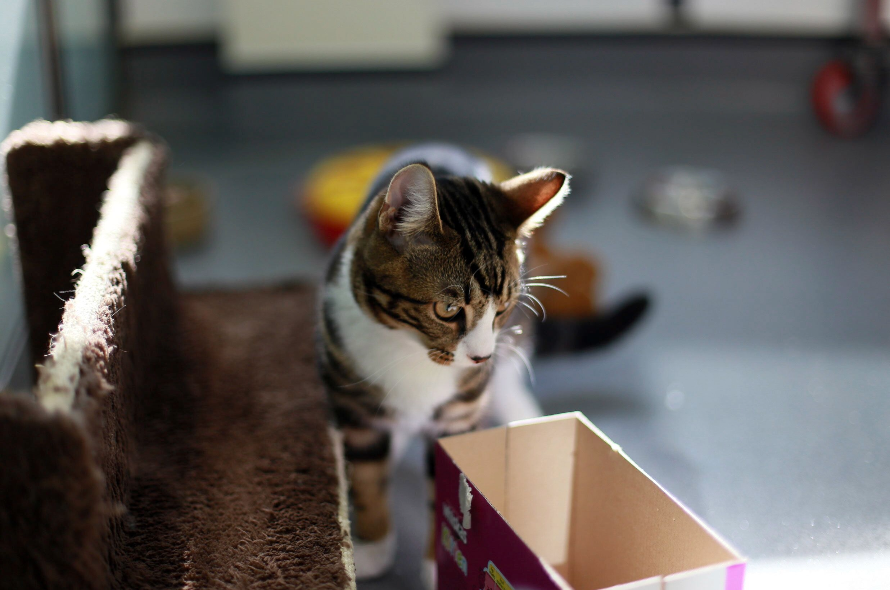Cat looking inside a cardboard box