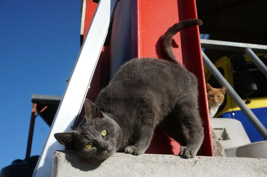 curious grey cat crouching down on the floor