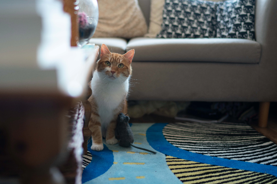 ginger and white cat sitting on the floor and looking up