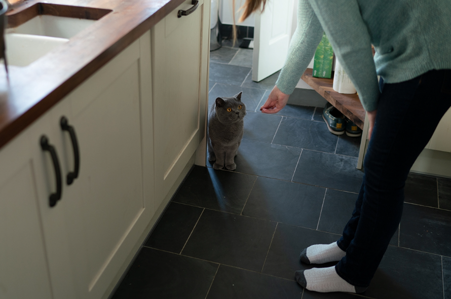grey cat sat on the floor being introduced to new baby smells