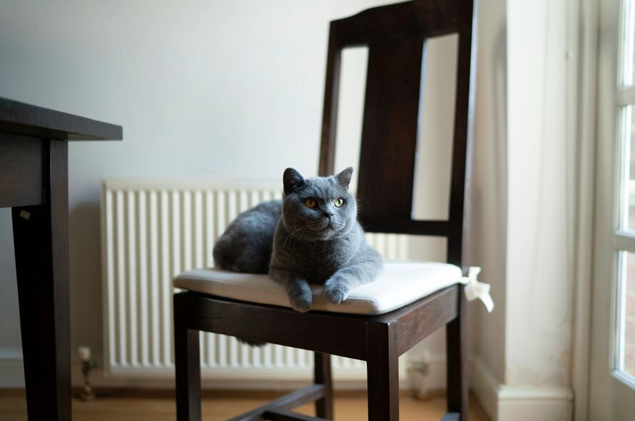 grey cat sitting on chair looking into the distance