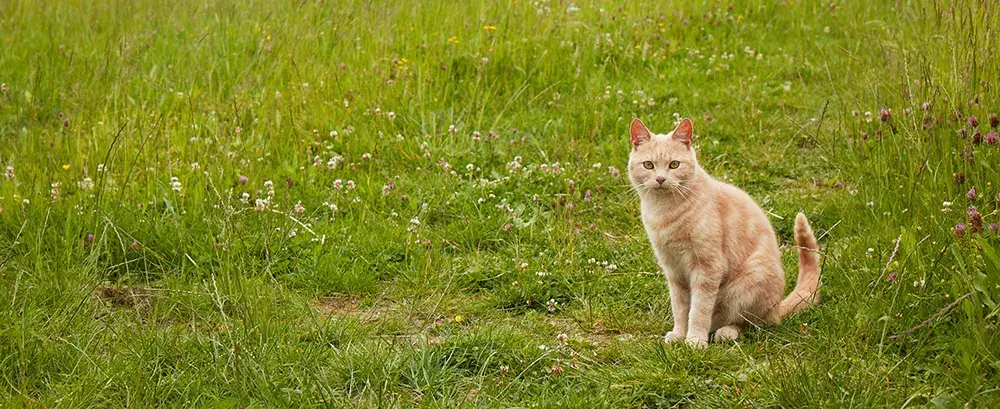 SLIDE - How to rehome a working cat