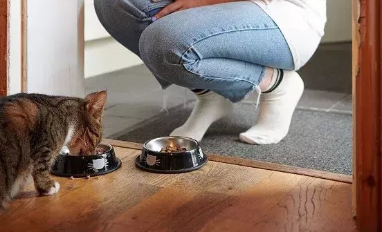 How to feed your cat on a budget