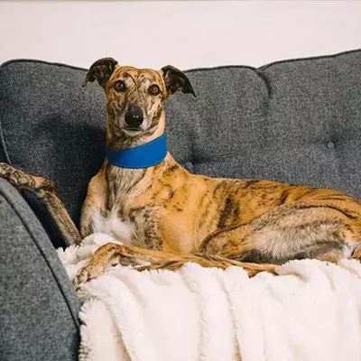 Rethink the greyhound