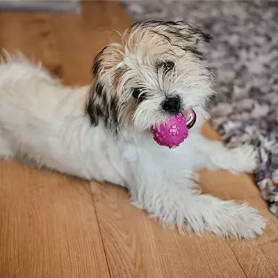 How to stop your dog from stealing and hiding things