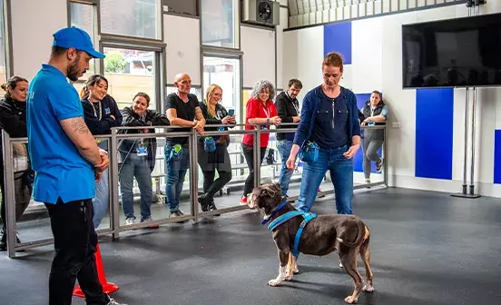 Bulldog having a training lesson 