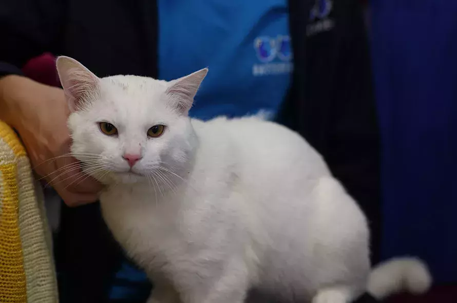 White cat being stroked by a Battersea employee
