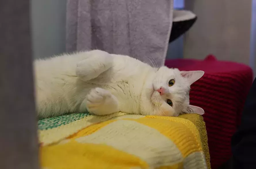 White cat laying on his side on blankets