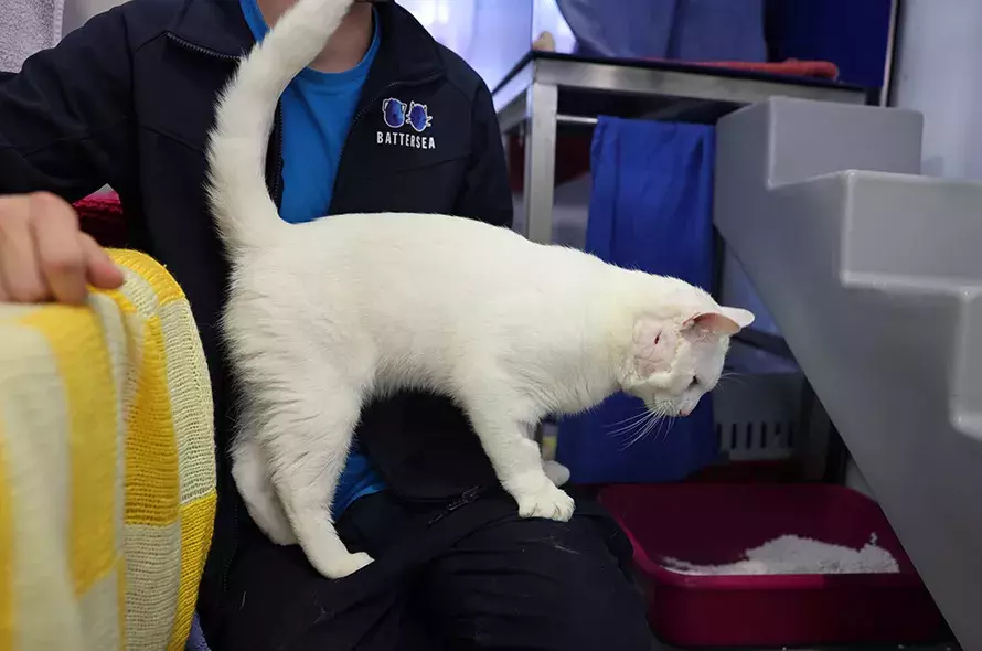 White cat with an operation scar on the side of their head