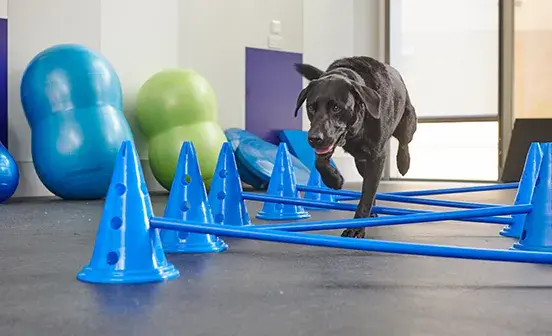 A large dog running through a course